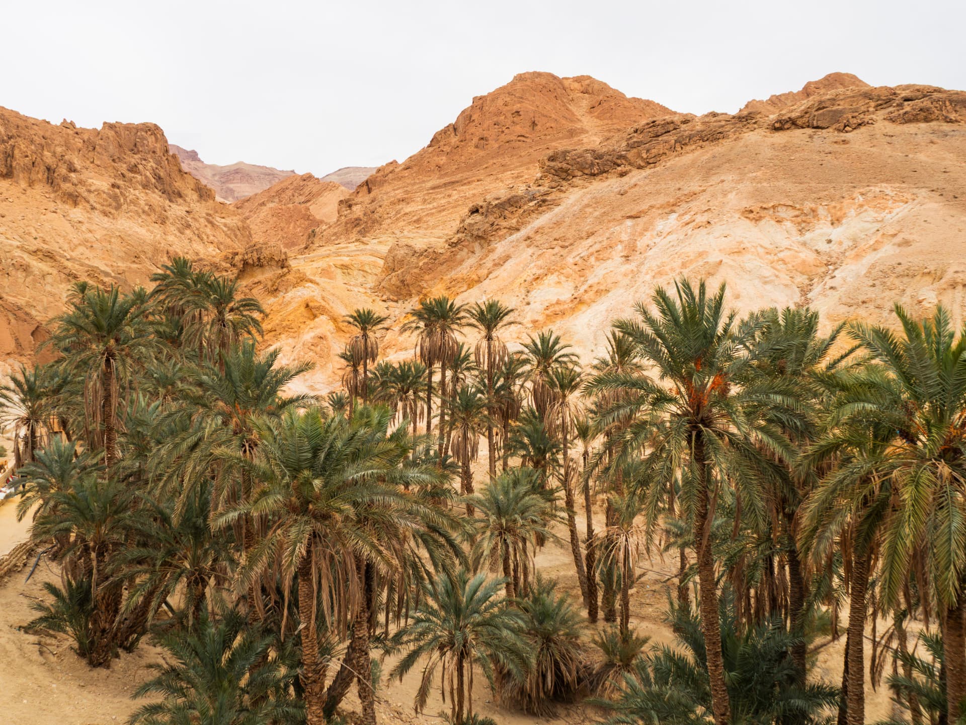 Palmeraie d'une oasis de montagne au pied des canyons