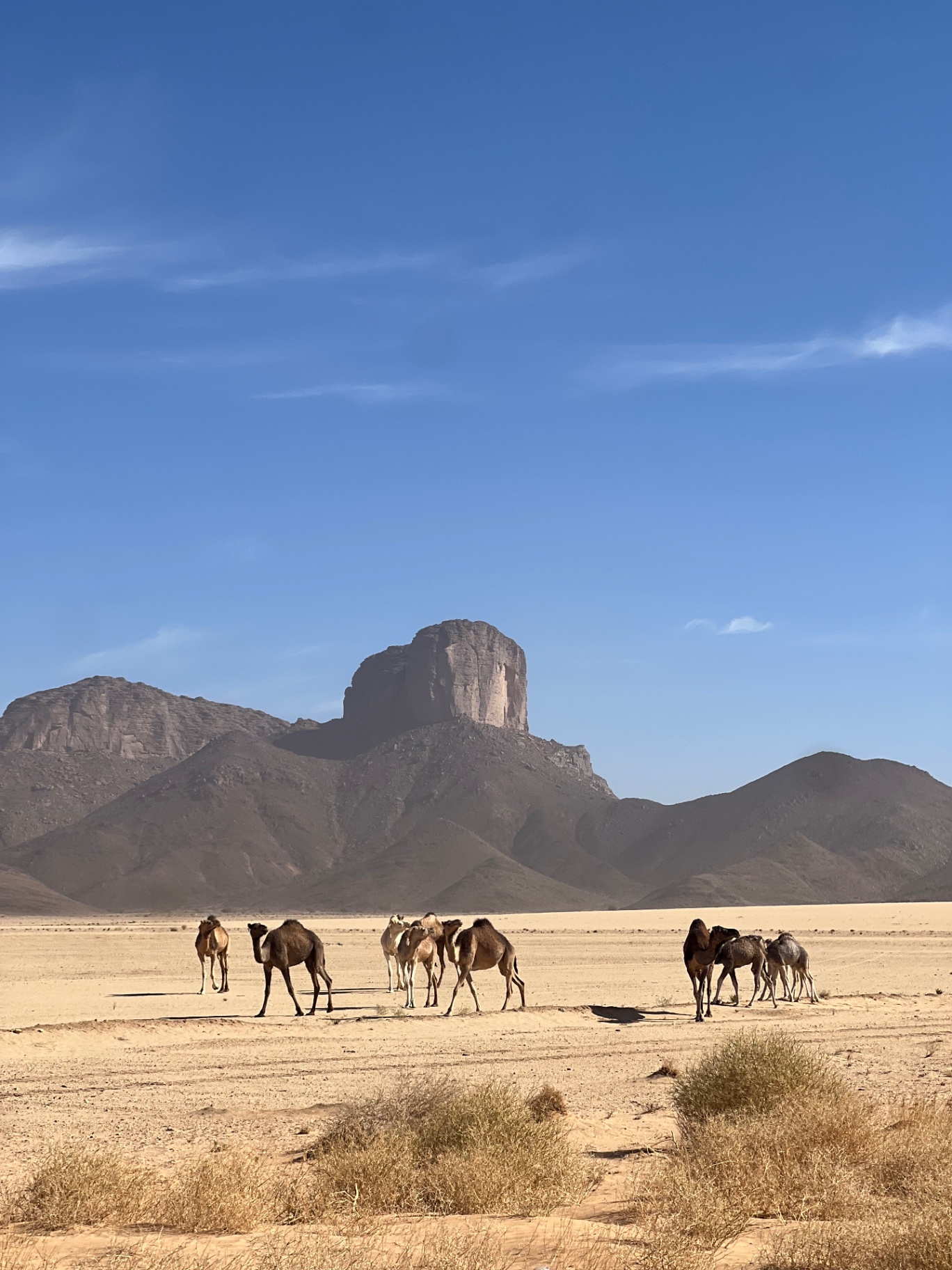 Dromadaires et paysage montagneux du Sahara