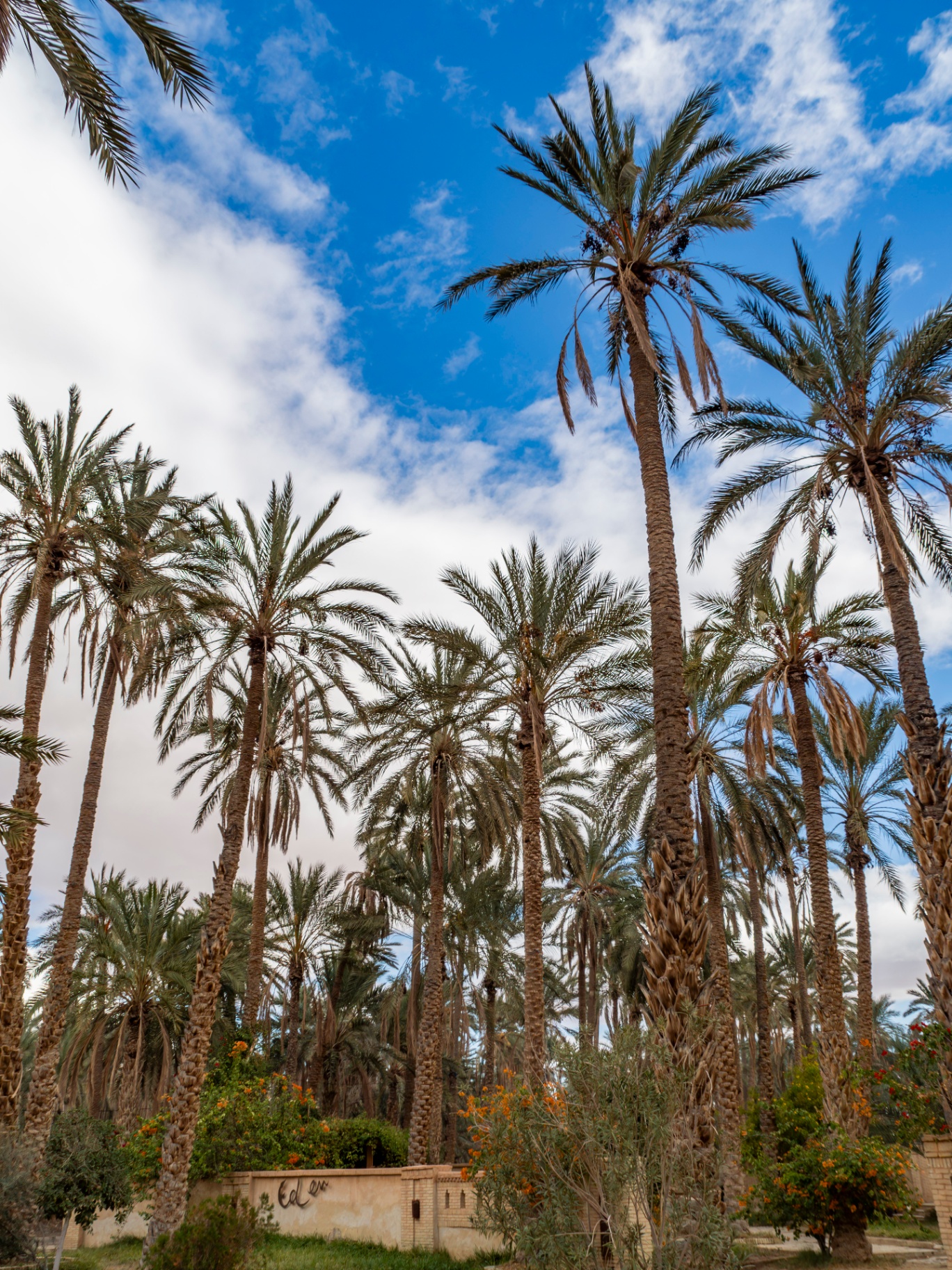 Oasis de palmiers